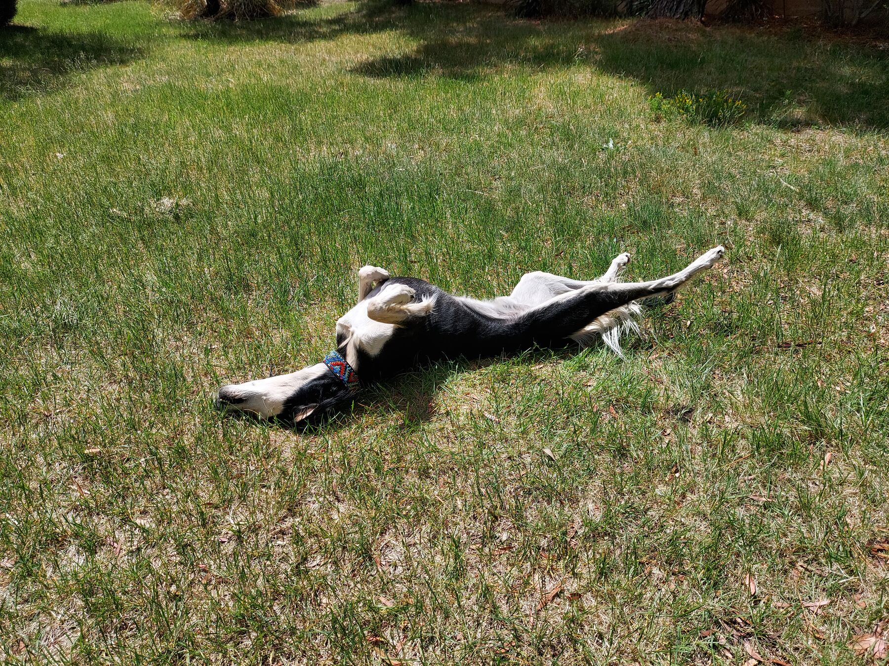 Sagi rolling on his back in the sunny grass, legs in the air