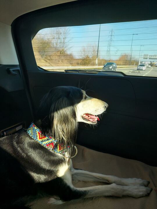 Sagi looking out of a car window