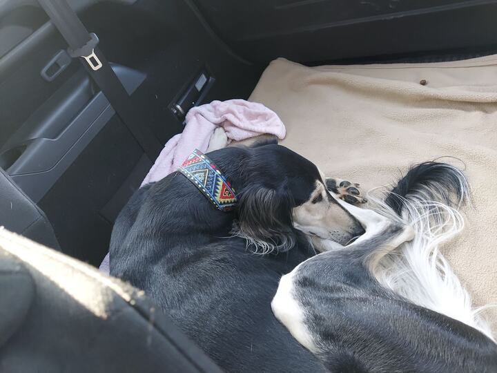 Sagi curled up asleep on the back seat of a car