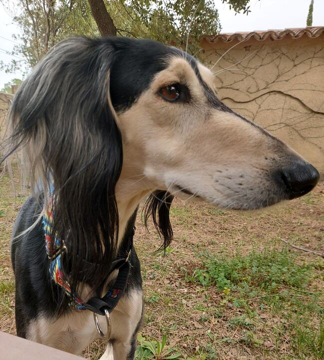 Close portrait of Sagi in profile