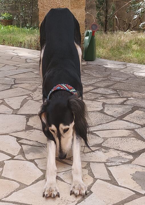 Sagi stretching in a play bow on the stone terrace