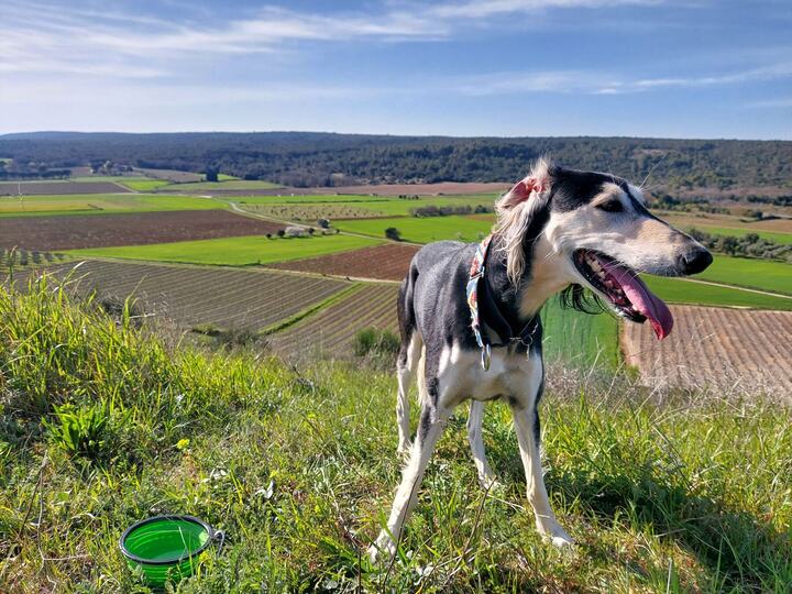 Sagi on a hilltop above patchwork fields