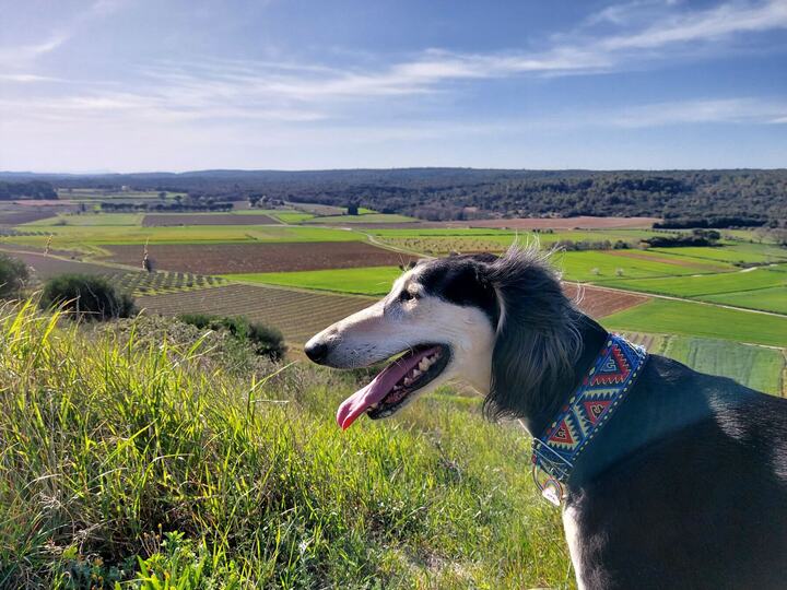 Sagi on a hilltop, fields below