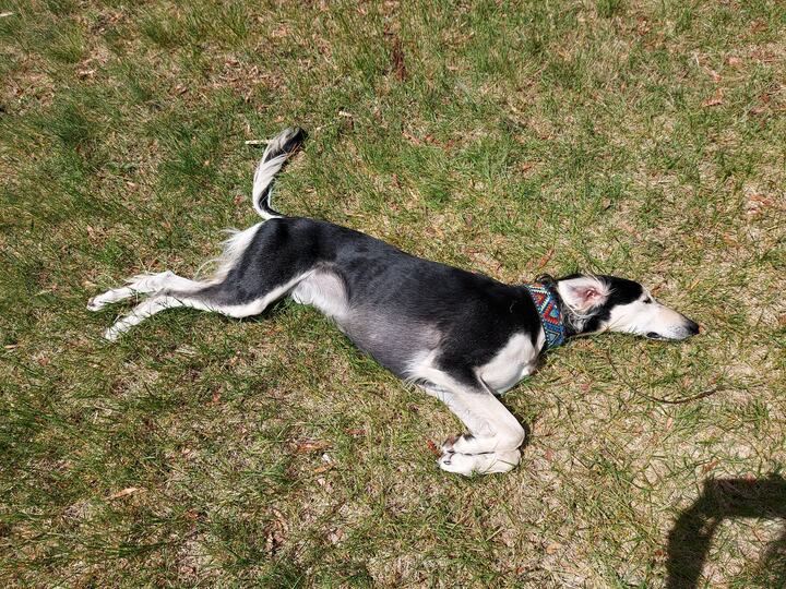 Sagi rolling on his back in the grass