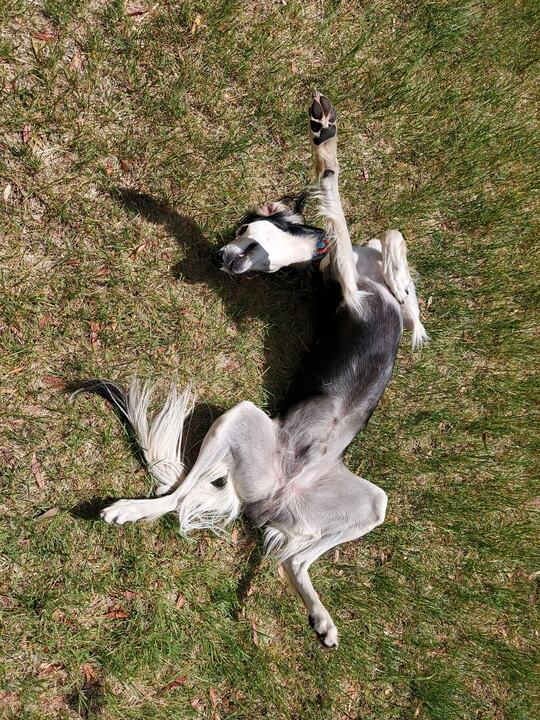 Sagi upside down in the grass, legs in the air