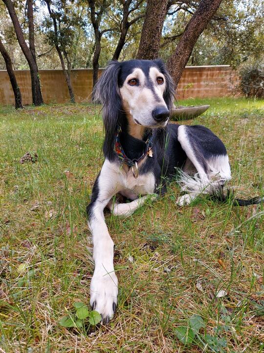Sagi lying in the garden grass under the trees