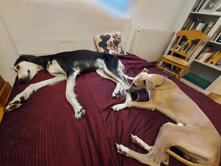 Sagi stretched out on a red bed beside a fawn whippet