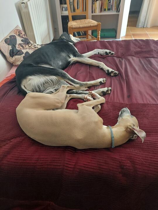 Sagi curled up with a fawn dog