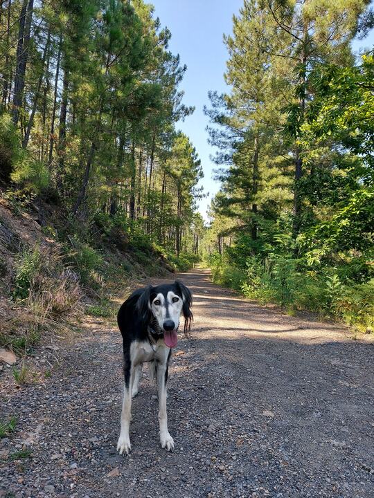 Sagi on a gravel track through a pine forest, tongue out