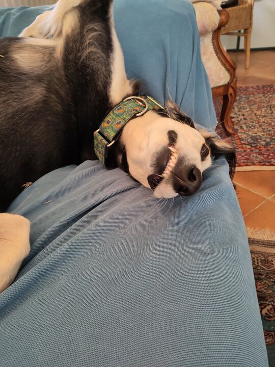 Sagi's head resting in someone's lap
