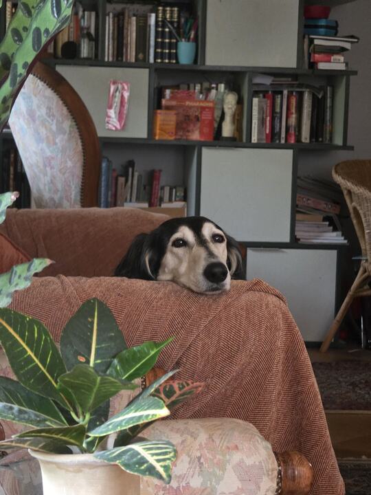 Sagi resting his chin on the back of the sofa