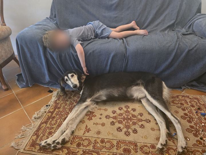 Sagi lying on a rug below a boy asleep on the sofa