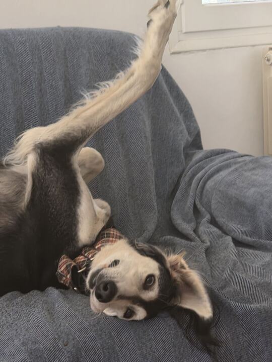 Sagi upside down on a grey sofa, one leg in the air