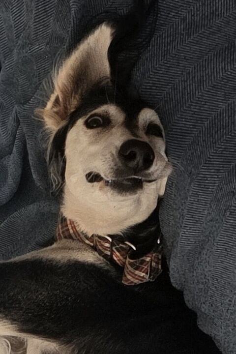 Sagi upside down on the sofa, grinning