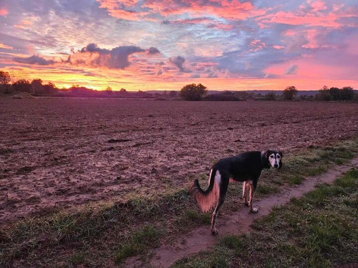 Sagi looking back over his shoulder in a ploughed field under a pink sky